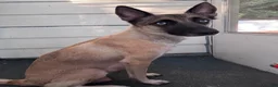 Mixed Breed dogs for sale: Teacup - Ad 10