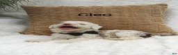 Mini Bernedoodle dogs for sale: Lucy  - Ad 7