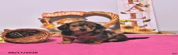 Dachshund dogs for sale: Mitch - Ad 4