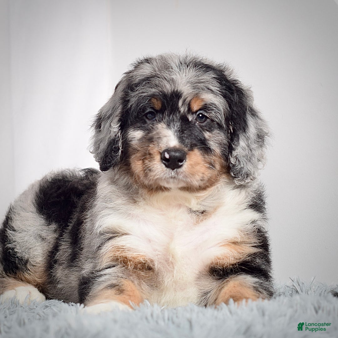 Bernedoodle dogs for sale: Ms. Tinkerbell - Ad 4