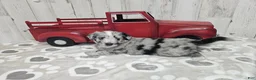 Mini Aussiedoodle dogs for sale: F1 Grape - Ad 3
