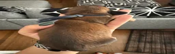 Miniature Dachshund dogs for sale: Teddy - Ad 18