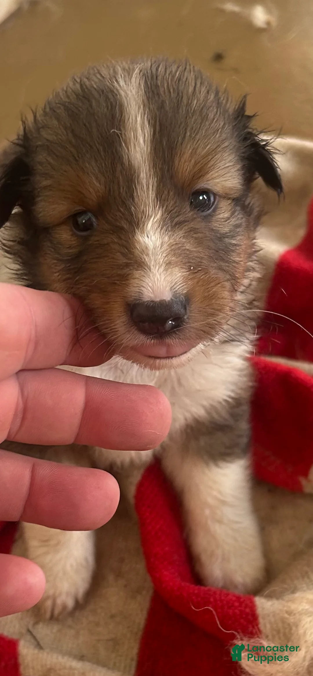 Shetland Sheepdog dogs for sale: Girl - Ad 1