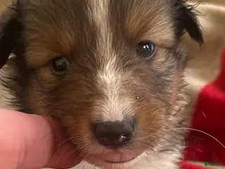 Shetland Sheepdog dogs Girl - Ad 32