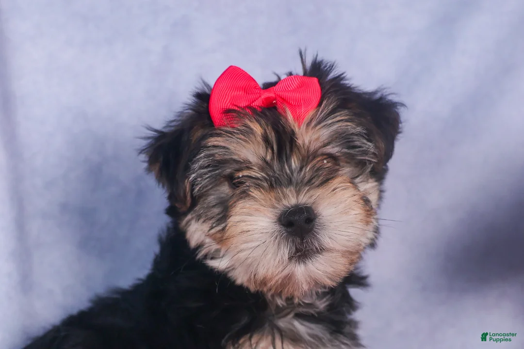 Morkie dogs for sale: Nova - Ad 26