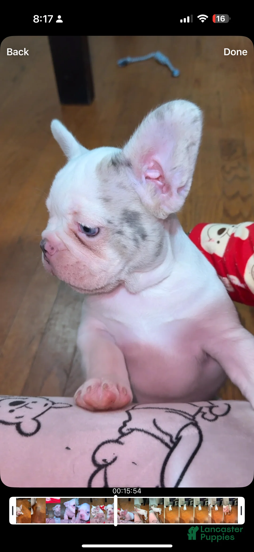 French Bulldog dogs for sale: pink - Ad 1