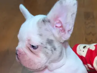 French Bulldog dogs pink - Ad 31