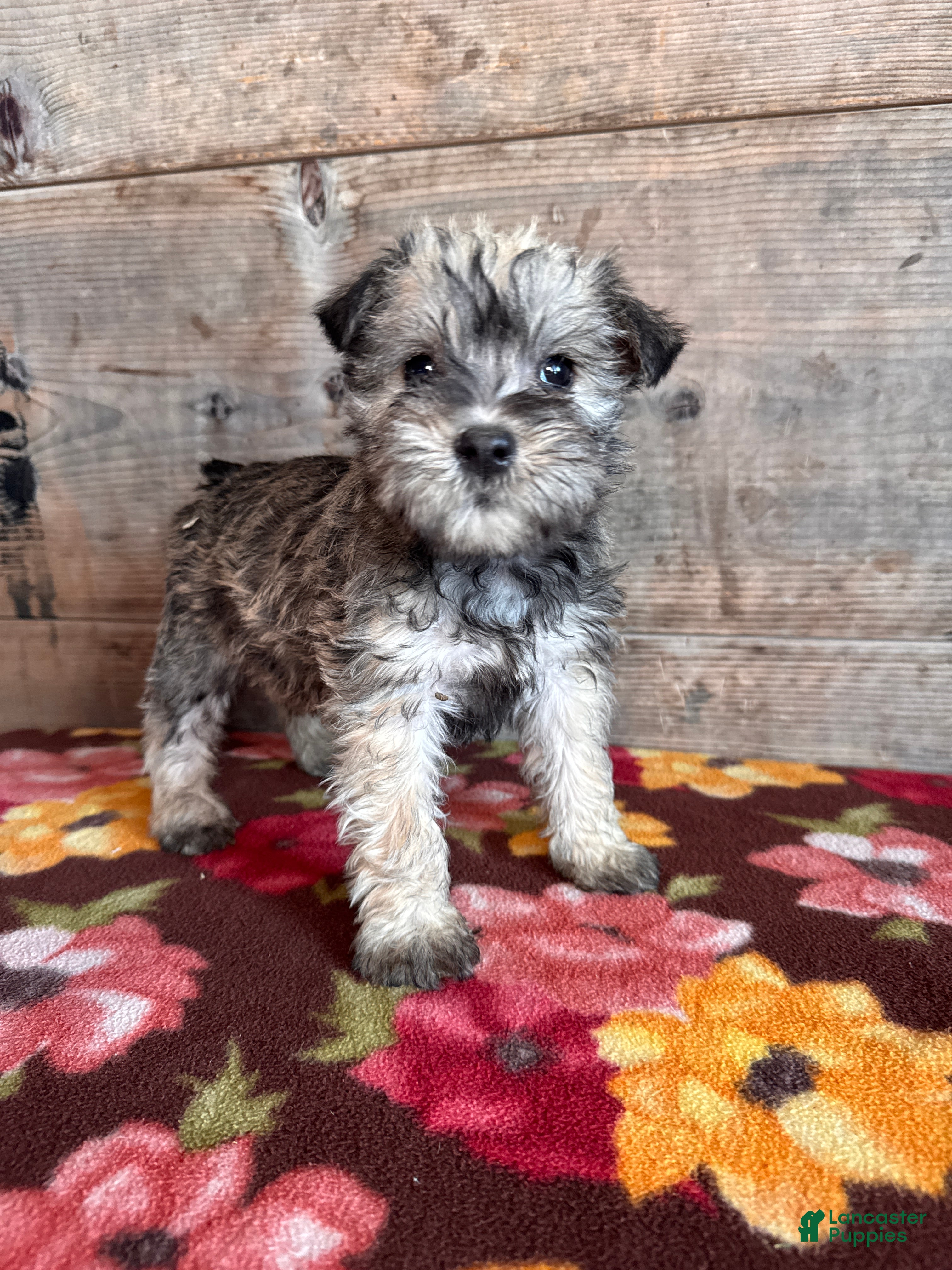 Miniature Schnauzer dogs Miniature Schnauzer Puppy 1 - Ad 42