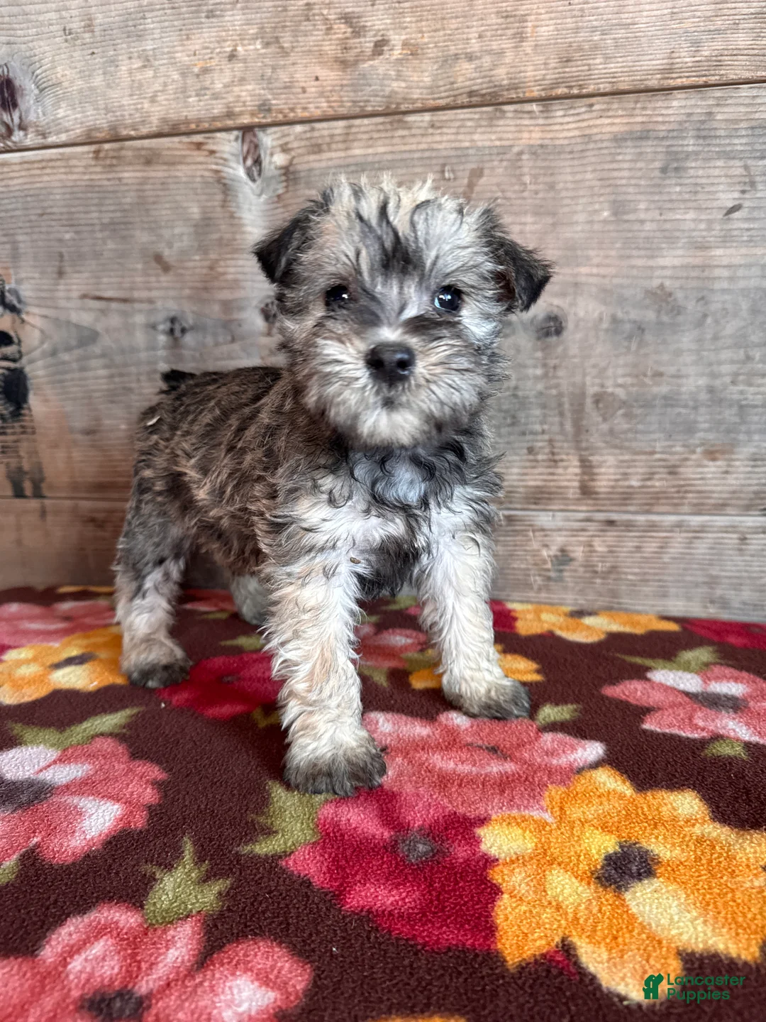 Miniature Schnauzer dogs for sale: Miniature Schnauzer Puppy 1 - Ad 1