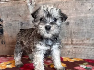 Miniature Schnauzer dogs Miniature Schnauzer Puppy 1 - Ad 42