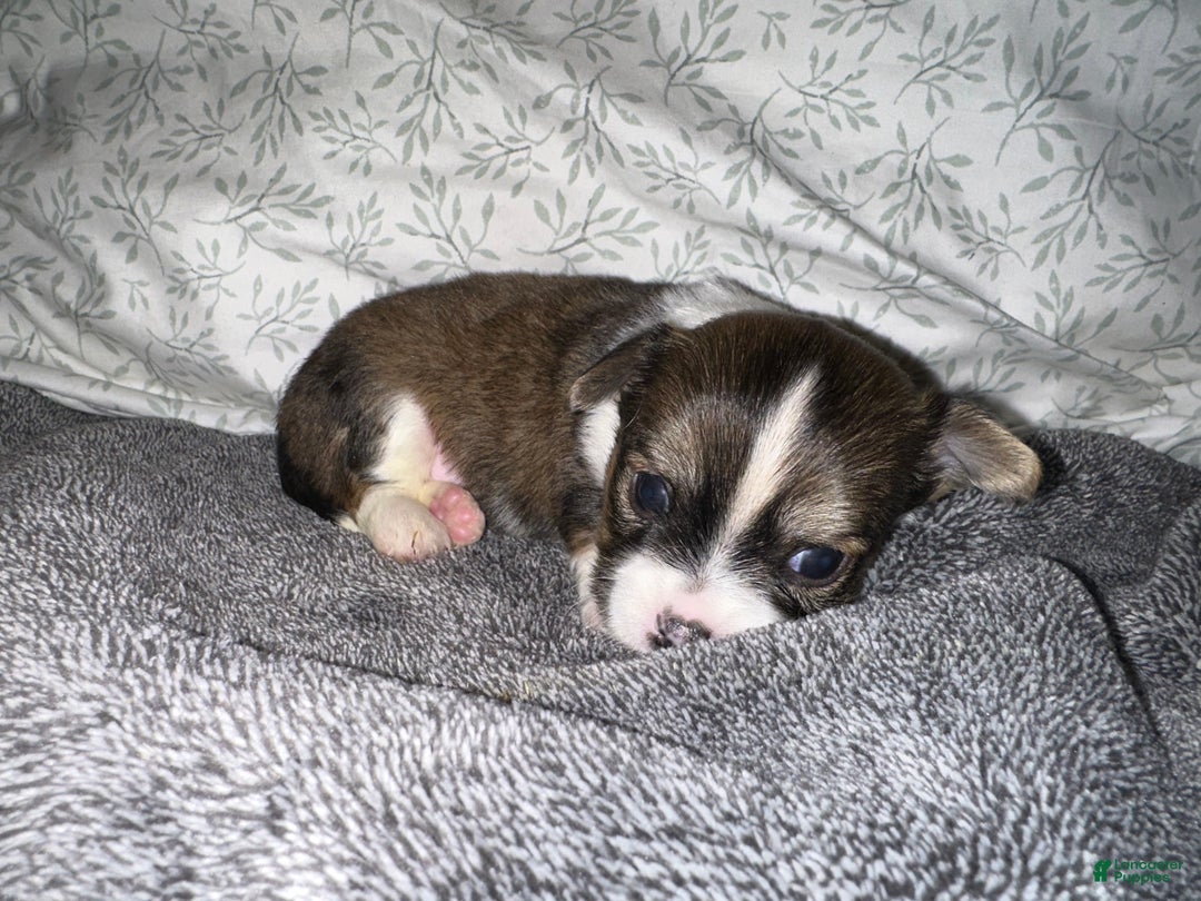 Chihuahua dogs for sale: Tuffy - Ad 3