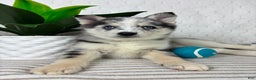 Pomsky dogs for sale: Patch - Ad 4