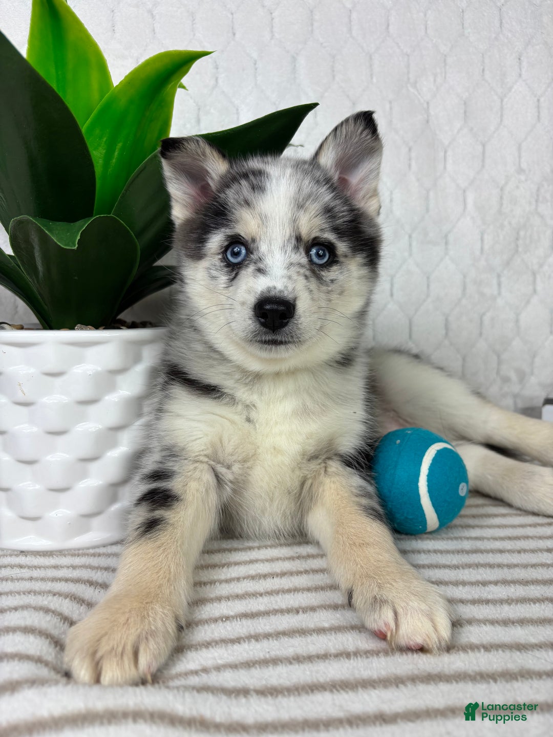 Pomsky dogs for sale: Patch - Ad 4