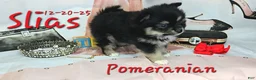Pomeranian dogs for sale: Silas Pomeranian Puppy 4 - Ad 2