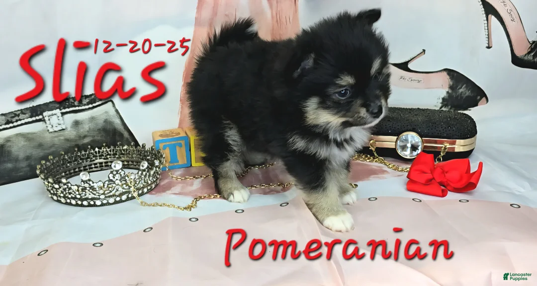 Pomeranian dogs for sale: Silas Pomeranian Puppy 4 - Ad 2
