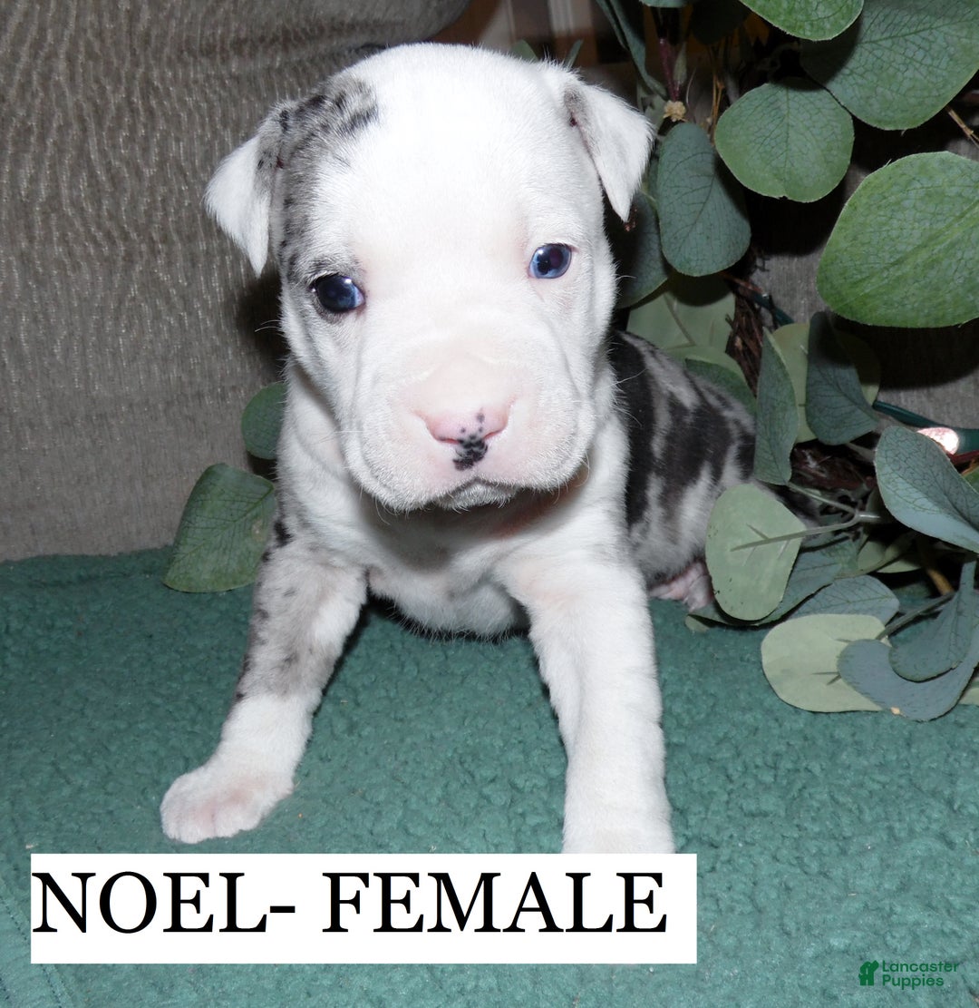 American Pit Bull Terrier dogs for sale: NOEL - Ad 2