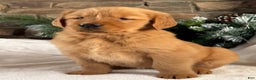 Golden Retriever dogs for sale: Pippa - Ad 4