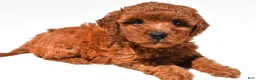 Mini Goldendoodle dogs for sale: Fern - Ad 6