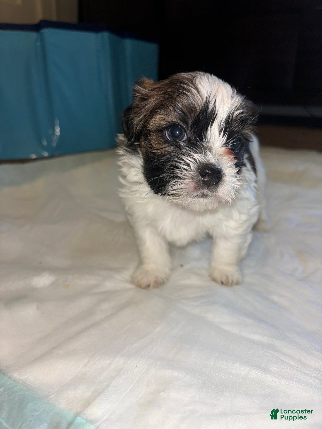 Shihpoo dogs for sale: Shihpoo Puppy 1 - Ad 5