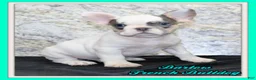French Bulldog dogs for sale: Barlow Male AKC French Bulldog - Ad 1