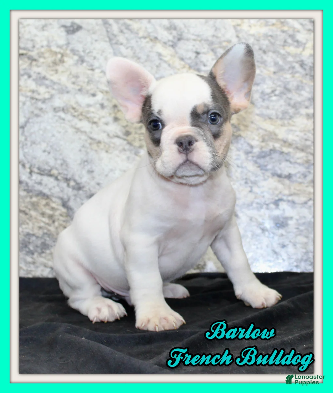 French Bulldog dogs for sale: Barlow Male AKC French Bulldog - Ad 1