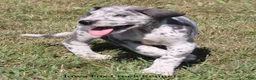 Great Dane dogs for sale: Shakira - Ad 3