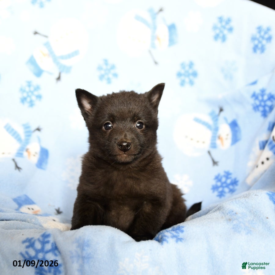 Schipperke dogs Rumble - Ad 2
