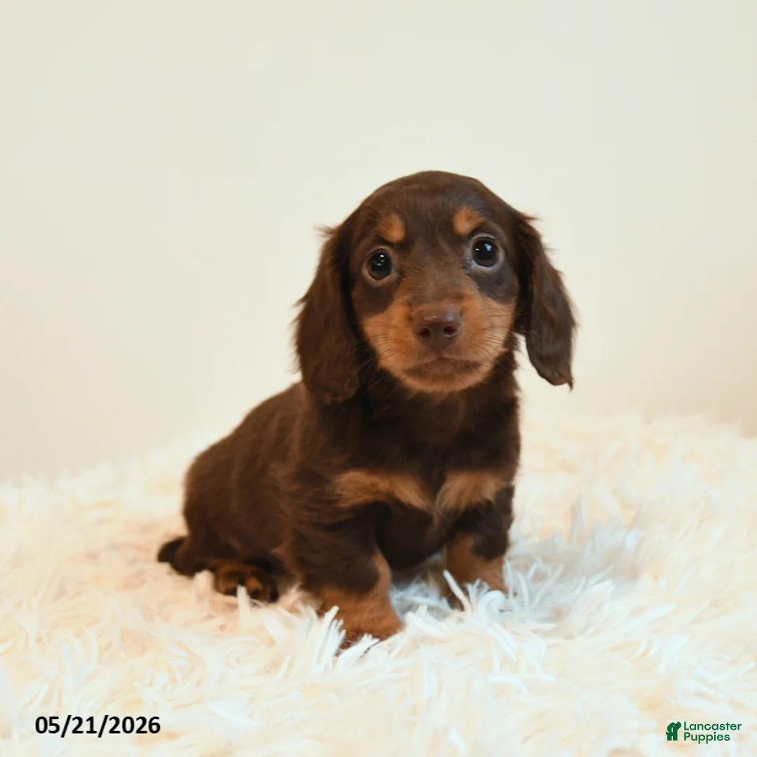 Miniature Dachshund dogs for sale: Limbo - Ad 5