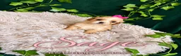 Maltipoo dogs for sale: Sage - Ad 1