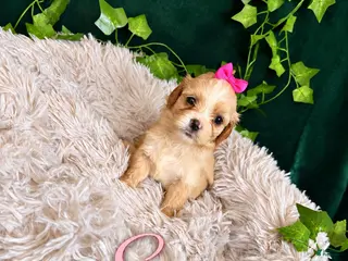 Maltipoo dogs Sage - Ad 33