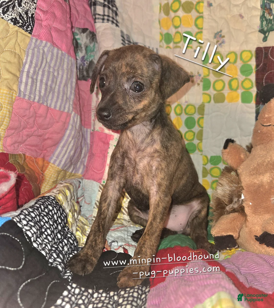 Miniature Pinscher dogs for sale: Tilly  - Ad 1