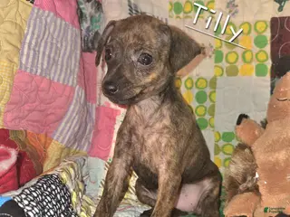 Miniature Pinscher dogs for sale: Tilly - Ad 3
