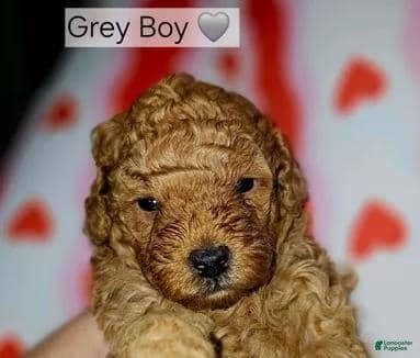 Toy Poodle dogs Toy Poodle 1 - Ad 19