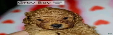Toy Poodle 1