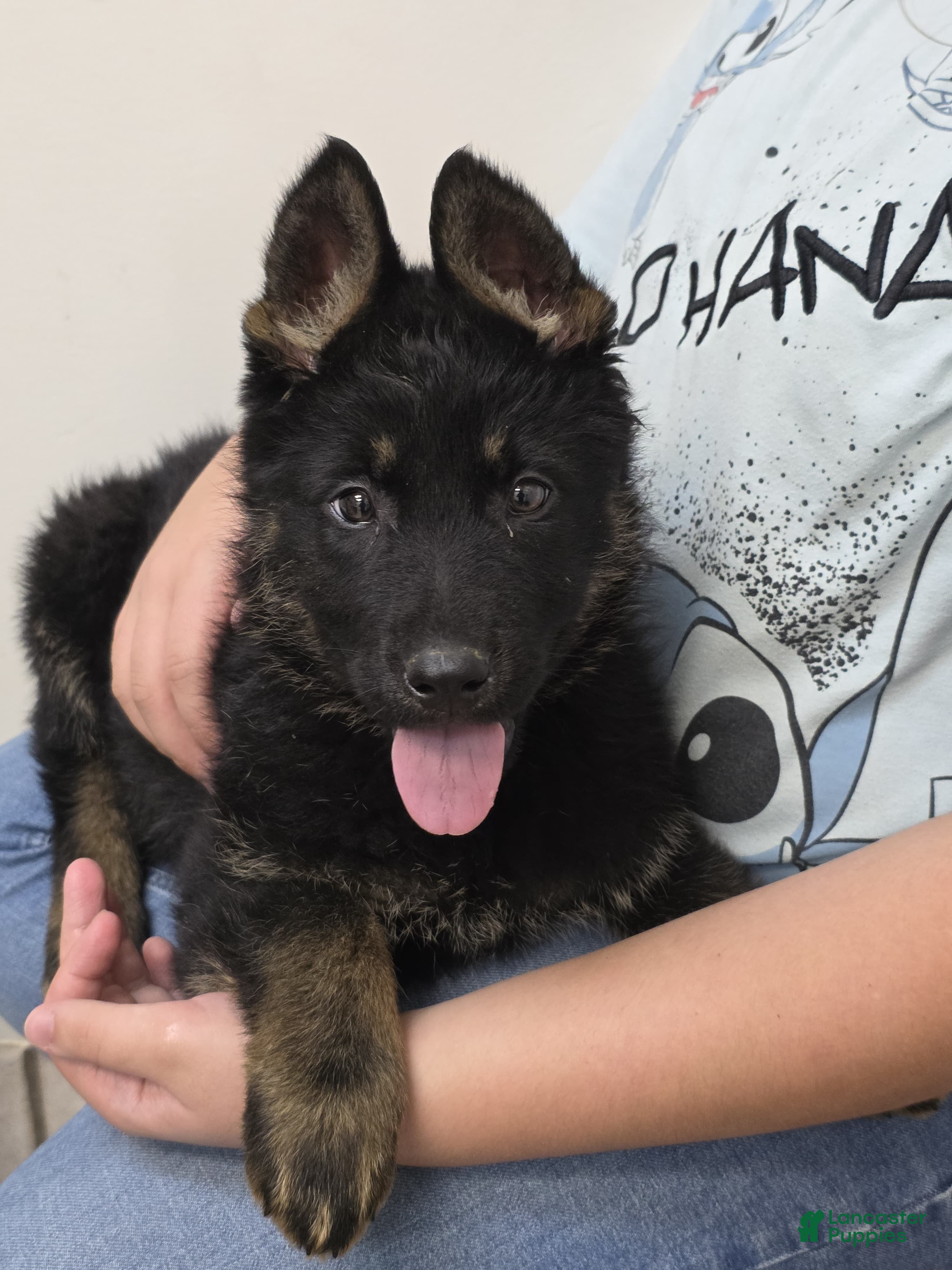 German Shepherd dogs German Shepherd Puppy 2 - Ad 14