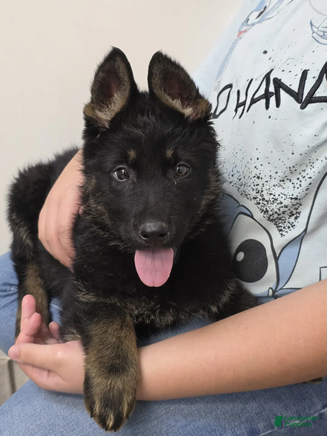German Shepherd dogs for sale: German Shepherd Puppy 2 - Ad 1