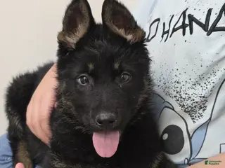 German Shepherd dogs German Shepherd Puppy 2 - Ad 10