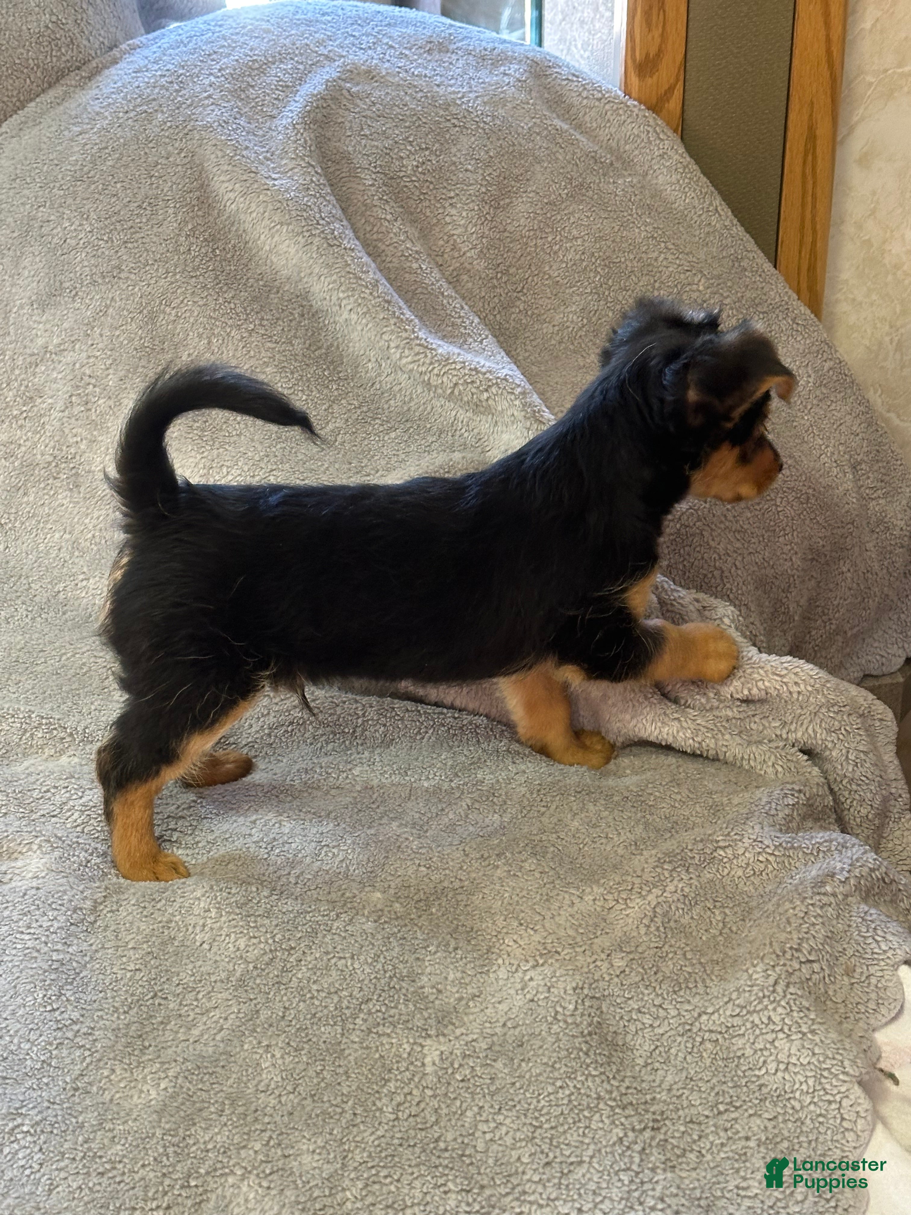 Yorkiepoo dogs Yorkiepoo Puppy 2 - Ad 2