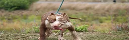 American Bully dogs for sale: Polaris - Ad 6