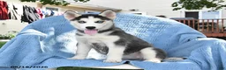 Siberian Husky dogs for sale: Bubbles - Ad 5