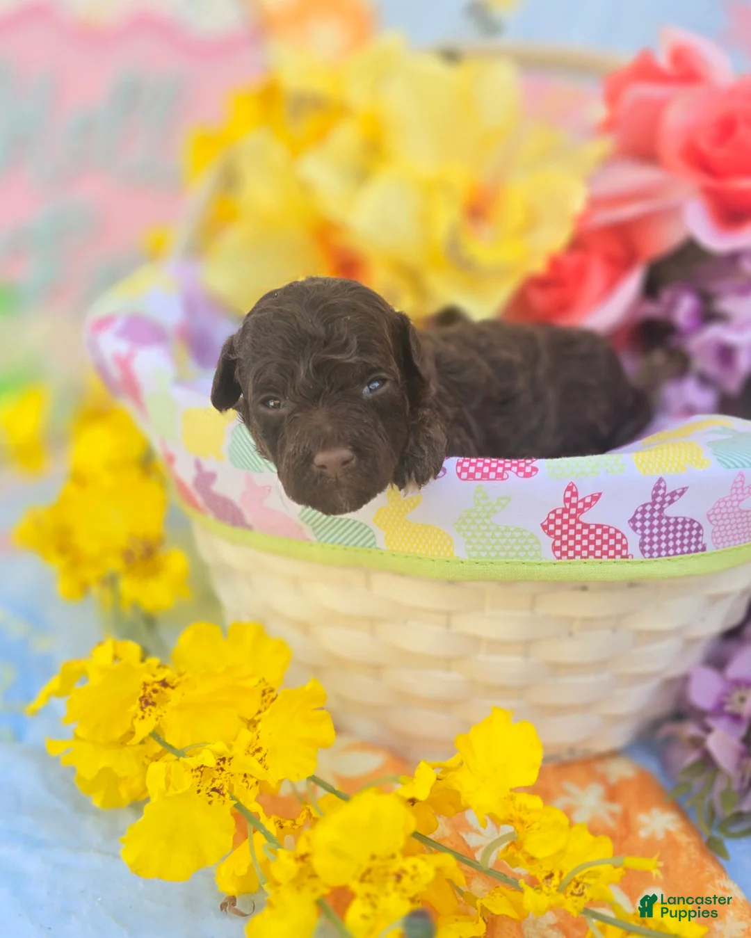 Maltipoo dogs for sale: Irish - Ad 1