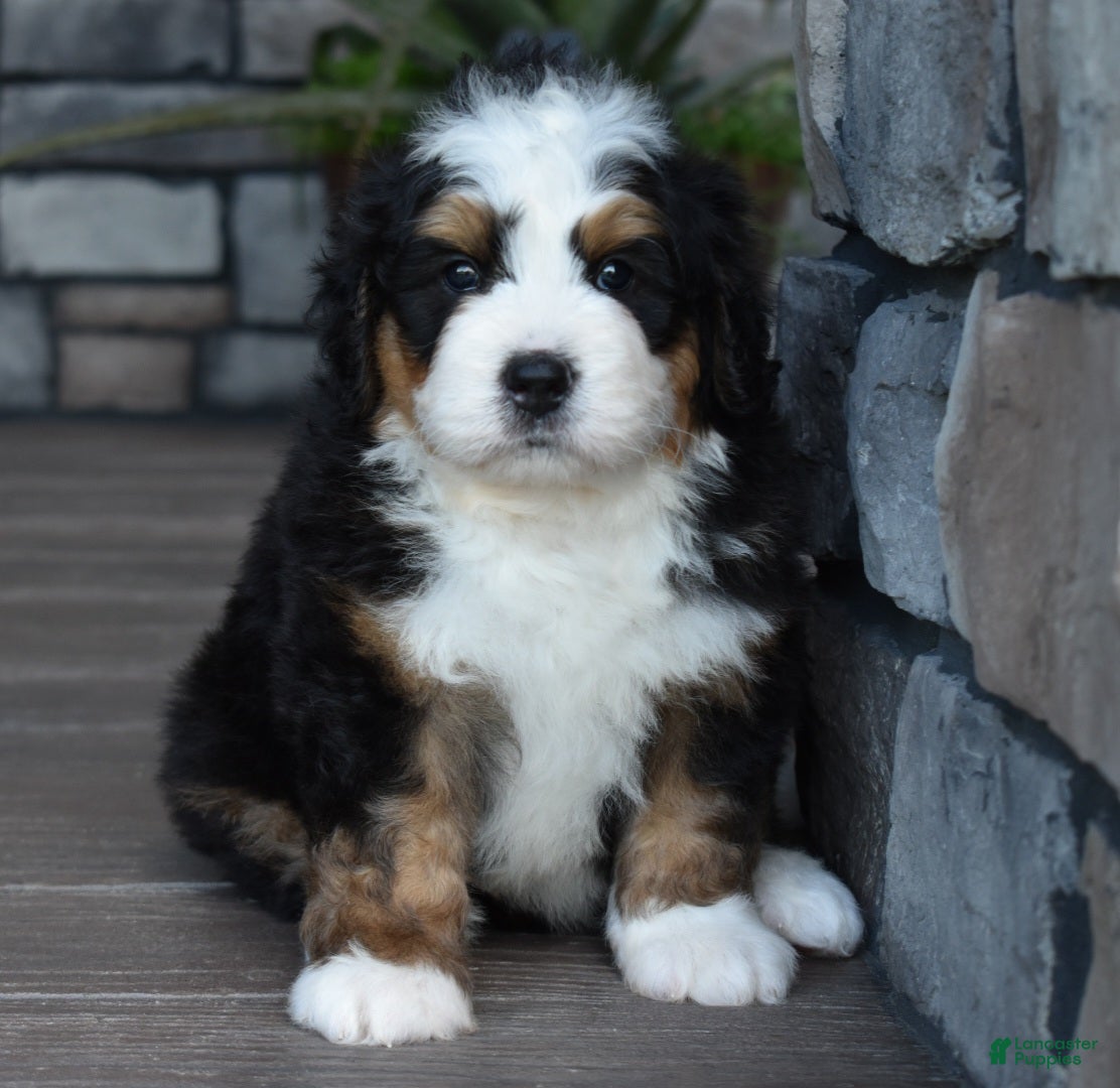 Mini Bernedoodle dogs Jax - Ad 1