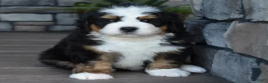 Jax