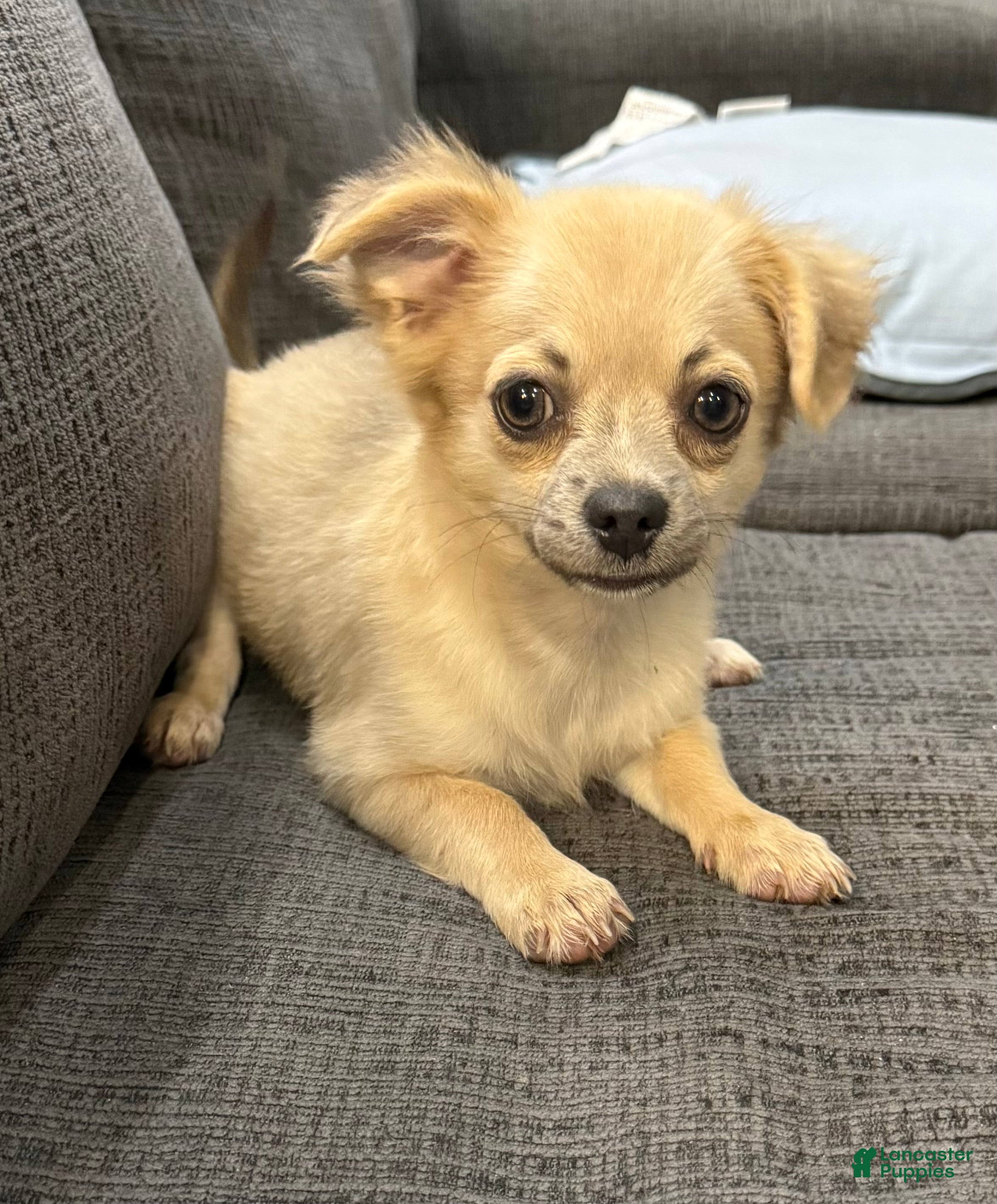 Chihuahua dogs May - Ad 2