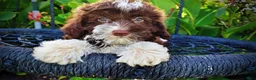 Havapoo dogs for sale: Dexter - Ad 2