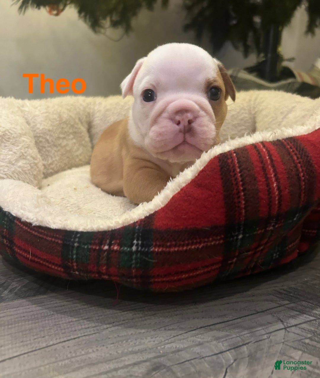English Bulldog dogs for sale: Theo - Ad 2