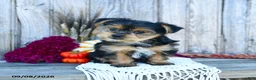Yorkshire Terrier dogs for sale: Simon - Ad 4