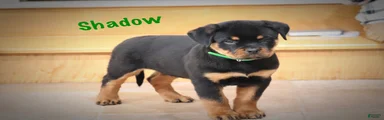 Shadow 