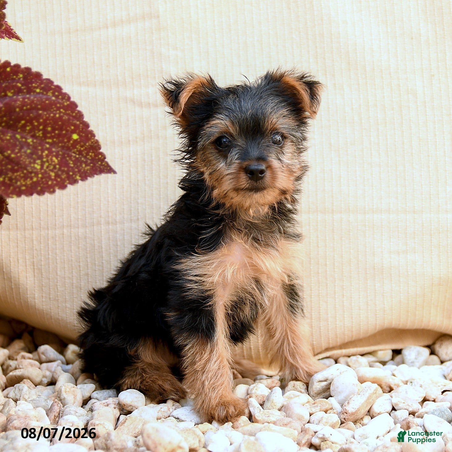 Yorkshire Terrier dogs Twilight - Ad 1