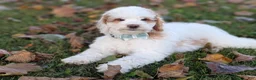 Mini Goldendoodle dogs for sale: Buddy - Ad 5
